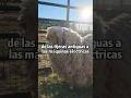 de las tijeras antiguas a las máquinas eléctricas🐑 #CuriosidadesRurales