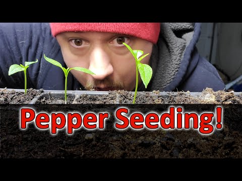 Video: How To Grow Pepper Seedlings Yourself At Home