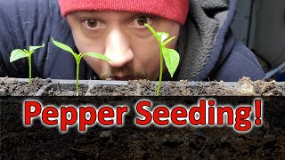 Starting Pepper Seeds Indoors - How, When, and Why! Part 1 of 3
