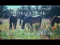 Hanging Out with Horses in 4K