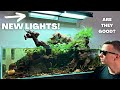 Testing new budget friendly aquarium lights on my big shallow tank