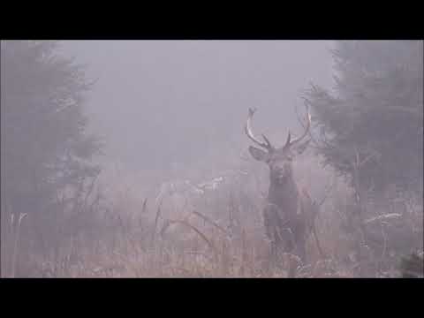 Jeleni v mlze - Hunter of vivid beauty - Lovcem živé krásy