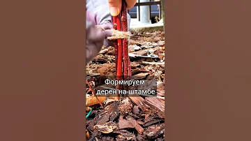 Формируем дерен на штамбах у подруги. Дерен Элегантиссима.