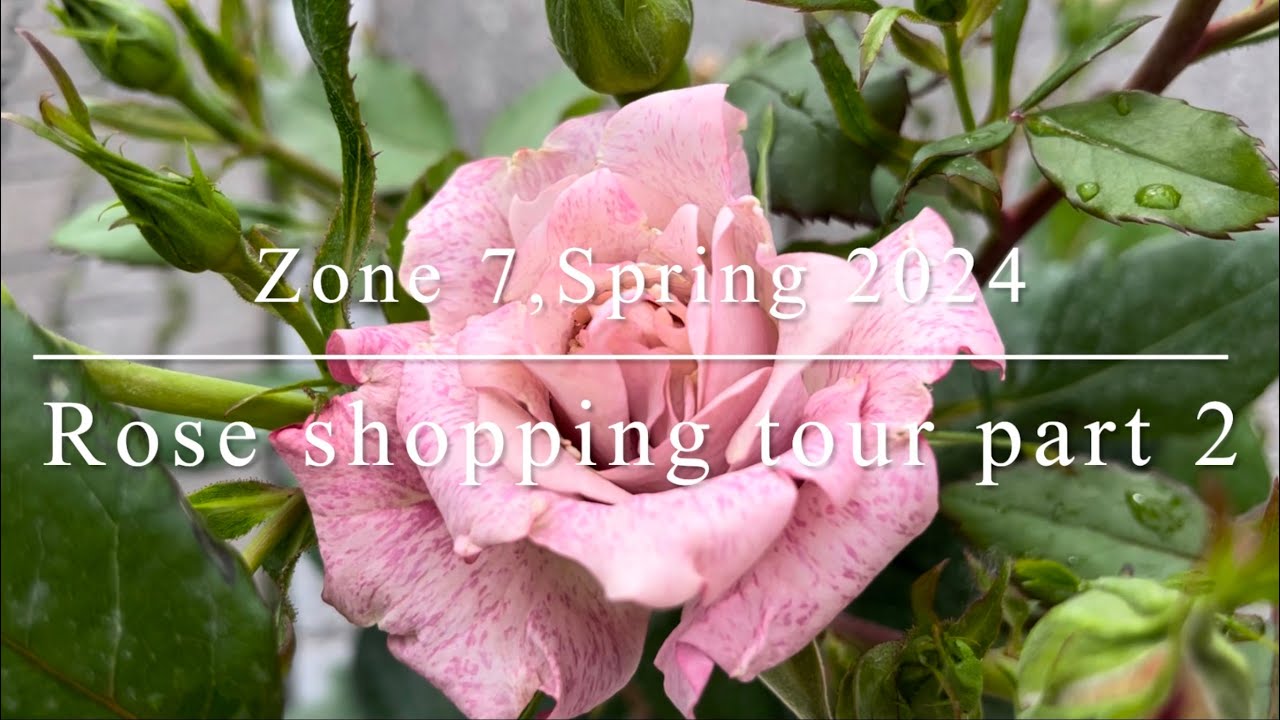 Heather’s Rose shopping tour 2024-Part 2 (51 rose varieties)