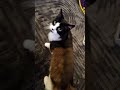 #lifeisbutadream #funnyshorts #cat