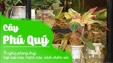 Cây Phú Quý: Ý nghĩa phong thuỷ, hợp tuổi nào, mệnh nào, cách chăm sóc