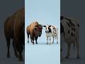 Bison + Other Bovines… What Happens? | Arcane Mutation