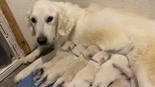 Lily’s F1 standard Goldendoodle Puppies 12 days old Abbey Acres chowing down. Let’s eat! by Abbey Acres 3,480 views 1 year ago 4 minutes, 59 seconds