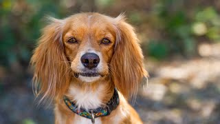 Celebrity Cocker Spaniel vs Cavalier King Charles Spaniel A Comparison Net Worth