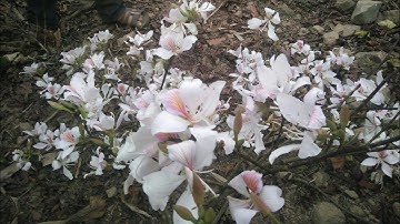 Đại Tiệc Hoa Ban ( tập 1) | Đi Hái Hoa Ban