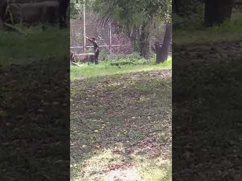 Who Is Greater Between A Lion And A Drunkard Drunk Man Jump Into Lion Cage Shorts