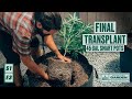 S1e3 cannabis greenhouse final transplant into 45 gallon smart pots  homegrown cannabis co garden