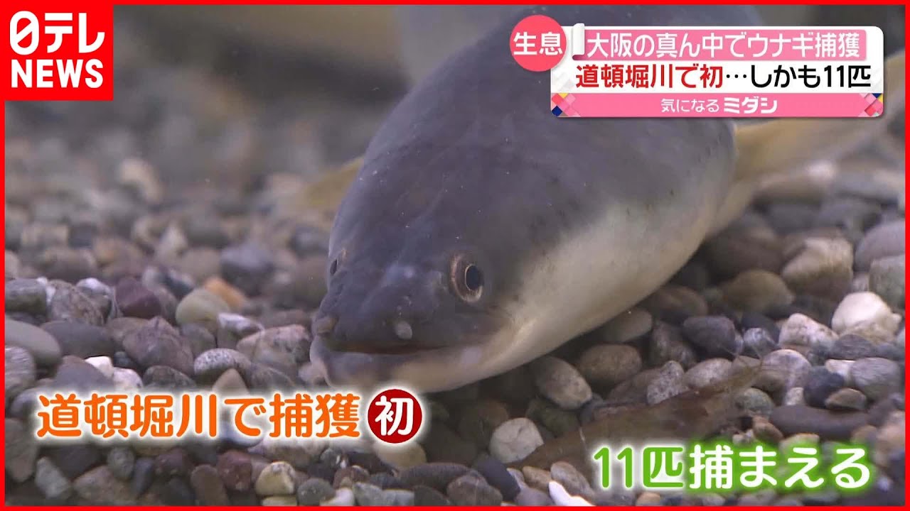 うなぎ（ニホンウナギ 大阪産）10ｃｍ　太さ2..5ｍ（4匹） ニホンウナギの完全養殖に大学として初めて成功 養殖用種苗（稚魚