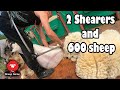 SHEARING LOTS OF DIFFERENT SHEEP BREEDS!