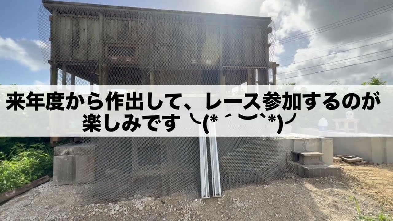 ⭐️SHOTA Channel⭐️ Remodeling the Breeding Loft: Part 1 - YouTube