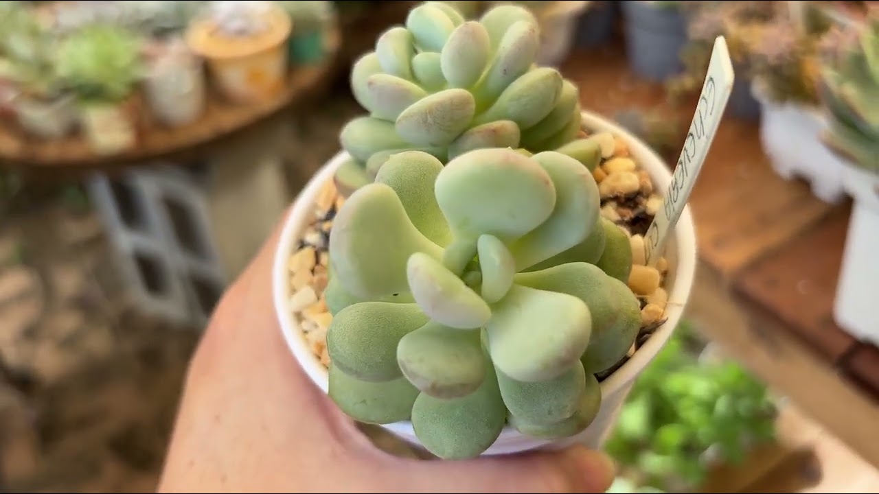 SELEÇÃO DE SUCULENTAS QUE SE ADAPTARAM AO MEU CULTIVO #suculentas #plantas #jardim 