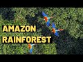 Discover fascinating facts about the amazon rainforest  fun and educational for kids