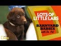 Labrador Retriever Characteristics and Care