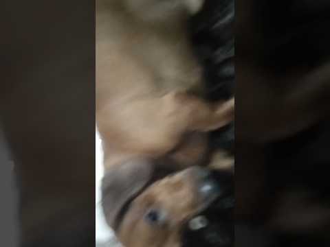 Puppy Labrador Bulldog Doglife Mastiff Goldenret Funny Goldenretreivers Physiotherapy Pets