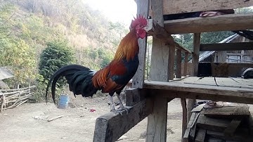 Noob qaib qus qua zoo tiag2