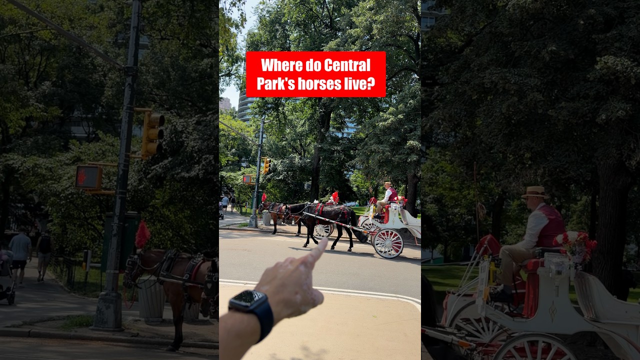 Where Central Park’s Horses Go Home