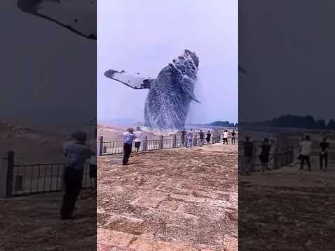 GIANT WHALE CAPTURED