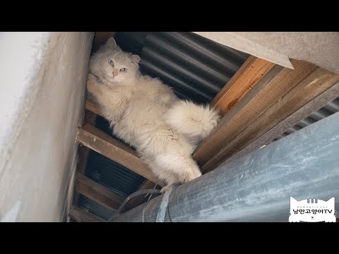 (ENGSUB)숨지 않아도 돼 ,나 기다렸잖아