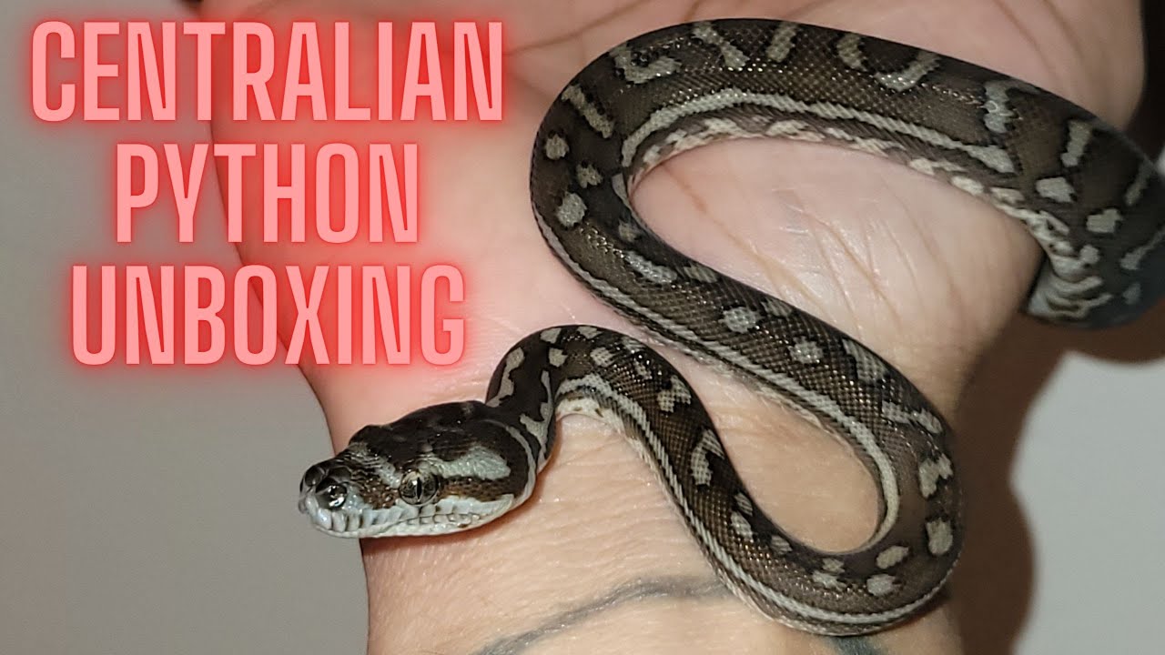 Centralian Python Unboxing ( Morelia Bredli ) - YouTube