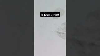 I Found Highly- Trained Monkey