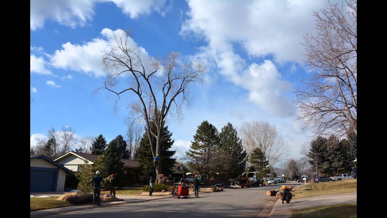 ELM TREE REMOVAL - TIME LAPSE - YouTube