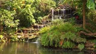Garden Waterfall Screensaver Video in Full HD
