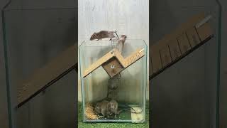 Best Mouse Trap Idea/Creative Mouse Trap #Mousetrap #Mousetrap2022