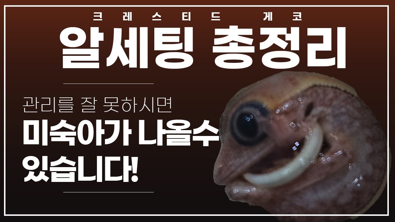 크레스티드 게코 건강한 알을 부화하기 위해서는 이렇게만 따라오시면 됩니다! 전국민 해칭 고수가 되기위해 부화하기 전 꼭 필요한 ...