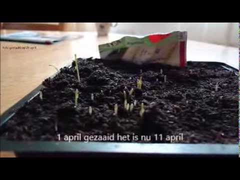 Video: Asperge Seed Propagation: Kun je asperges kweken uit zaden
