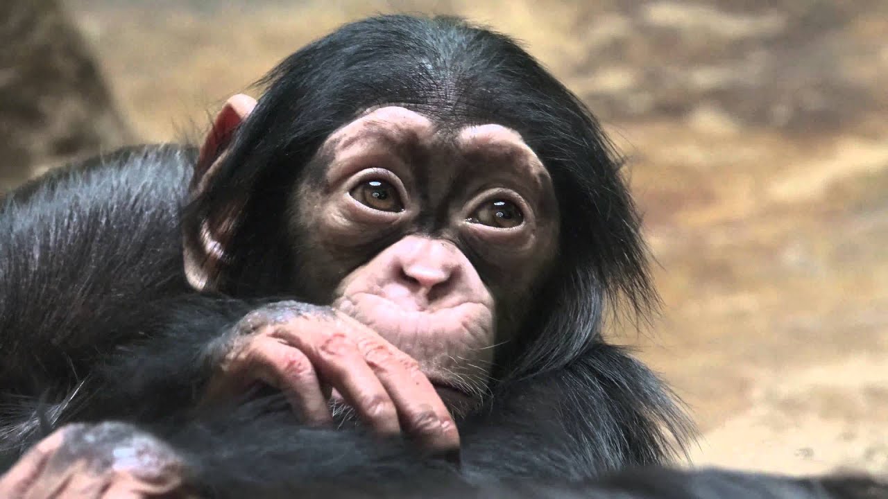 Sexy chimp comment myspace