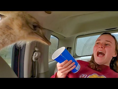 Drive-Thru Safari Park Gone Wrong - Animals Attacking People || PETASTIC 🐾