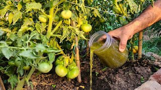 Tomato Stem Will Be Thick & Plants Will Produce Huge Tomato Yield, Just Give This To Your Plants