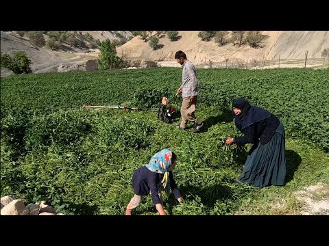 Büyükannenin Yardımıyla Çiftlik Hasadı: Atabak ve Afsaneh Köy Gezisi