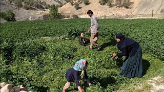 Farm Harvest with Grandma's Help: Atabak and Afsaneh Trip to the Village