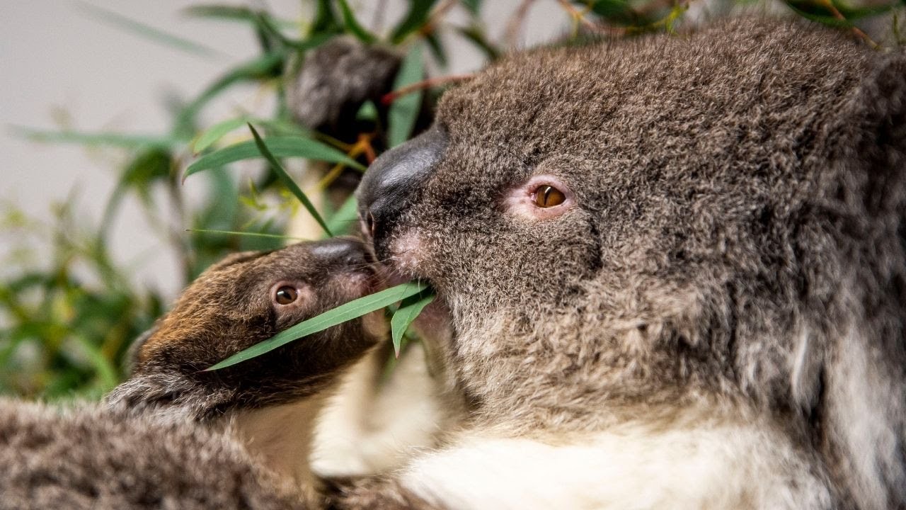 Zoo welcomes new baby koala: 'It's a girl