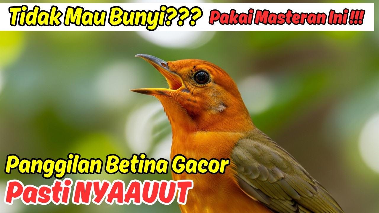 Seting Masteran Anis Merah Agar Teler dan Gacor