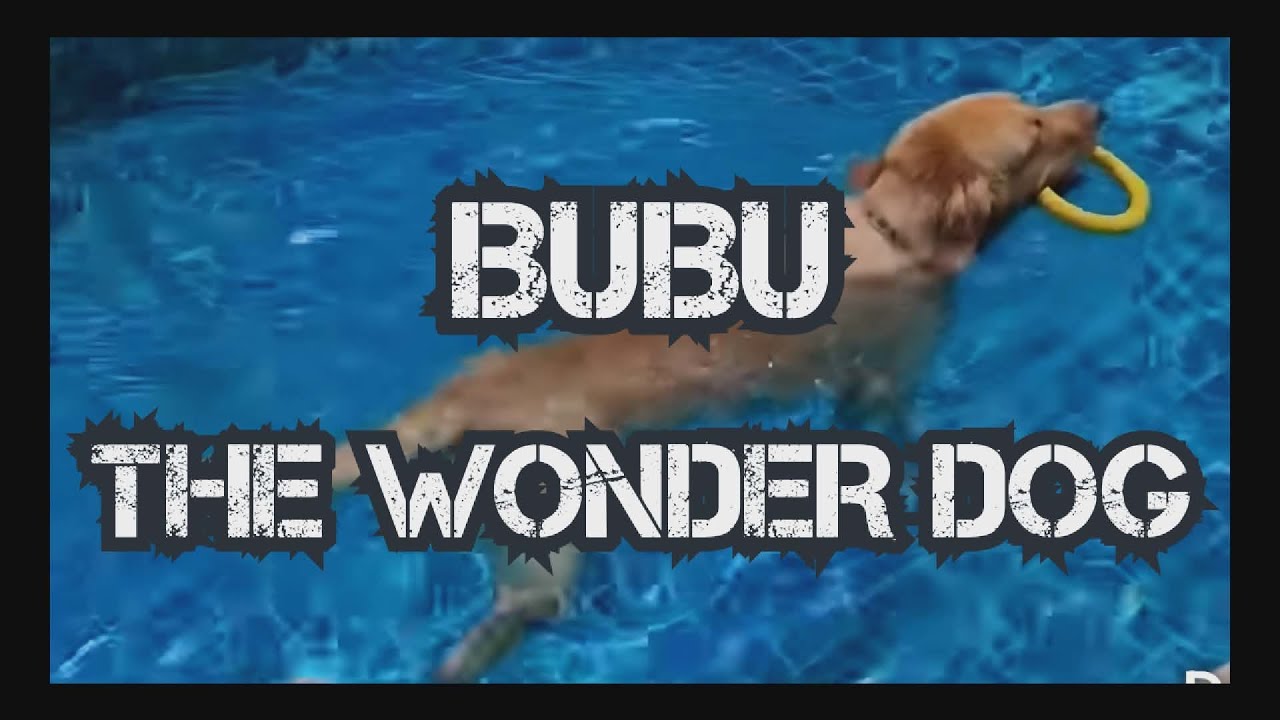 Bubu the wonder dog  #pet #dog #doglife