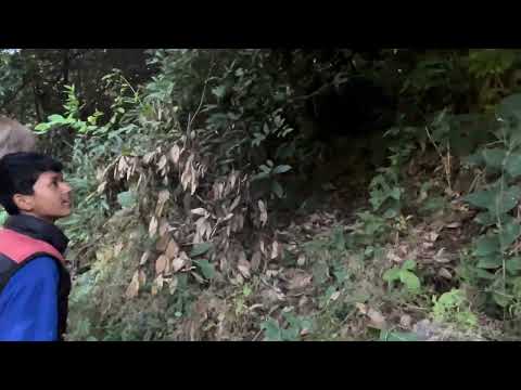 पैसा फल्ने रुख हेर्न र लिन जादै। 