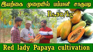 இயற்கை முறையில் பப்பாளி சாகுபடி | Red lady Papaya cultivation |  Pappali Sagupadi in Tamil