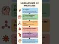 mechanism of migraine