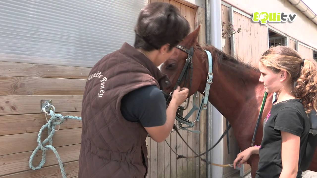 Le filet du cheval, comment l'adapter ? - HorseLab Bien s'équiper