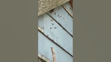 Hitting wasp nest with stick!!