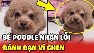 Chú chó Poodle NHẬN LỖI khi mẹ bắt gặp ĐÁNH BẠN vì GHEN  | Yêu Lu