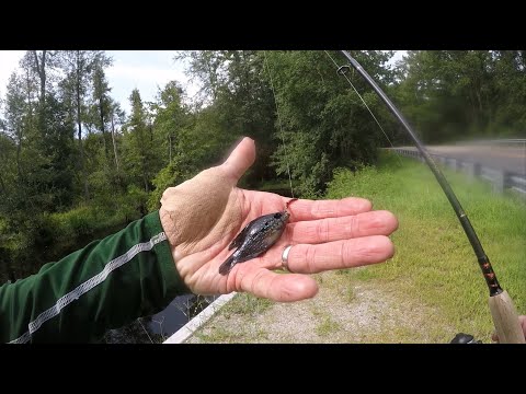 Microfishing: Enneacanthus Slam Within Reach?