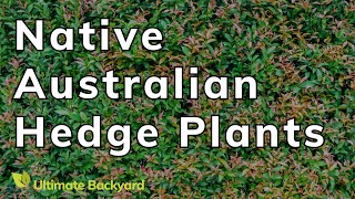 The Best Native Australian Hedge Plants